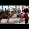 Наша Russia/наши туристы Гена и Вован в Турции